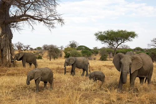 tanzania safaris and tours