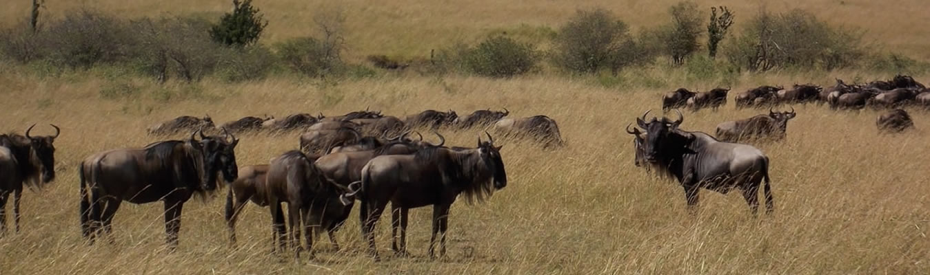 sterling travel tours and safaris wildebeest
