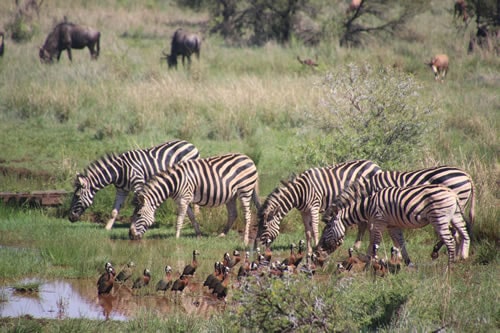 kenya tanzania safaris