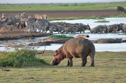 tanzania safaris and tours