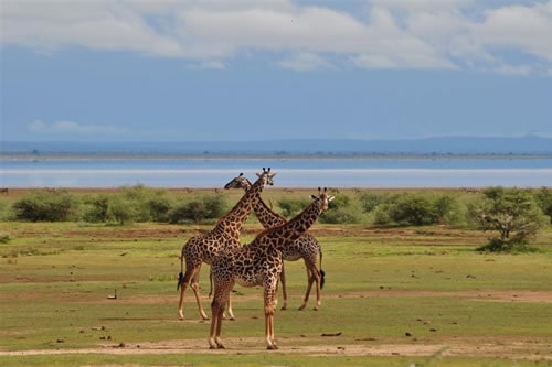 tanzania safaris and tours