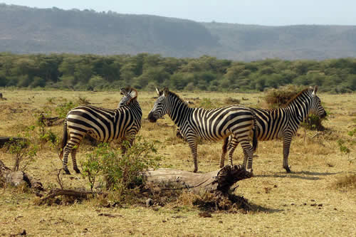 lake nakuru