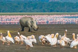 sterling travel tours and safaris