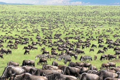 tanzania safaris and tours