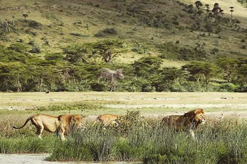 tanzania camping safaris lake manyara