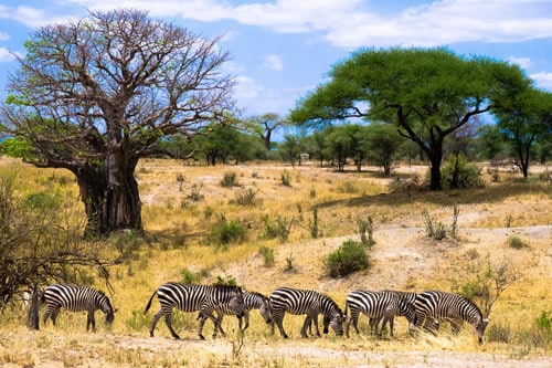 sterling travel tours and safaris