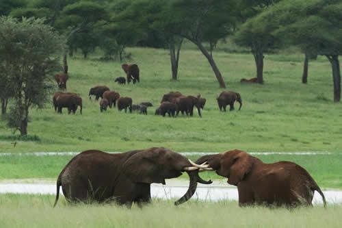 tarangire national park