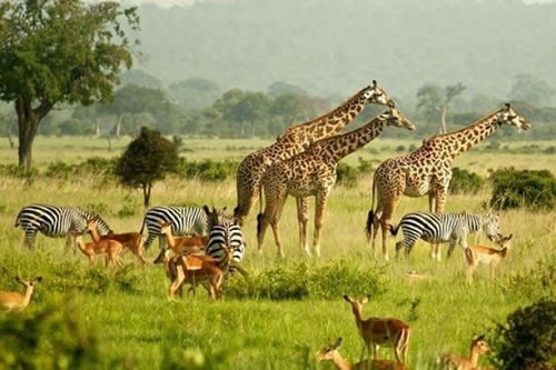 sterling travel tours and safaris