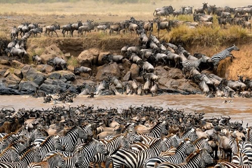 sterling travel tours and safaris
