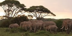 sterling travel tours and safaris