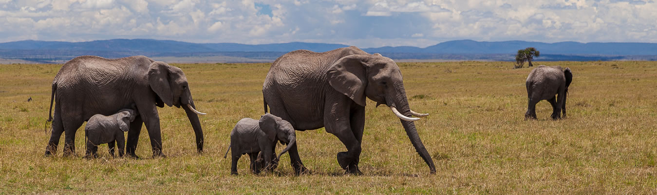 sterling travel tours and safaris elephants