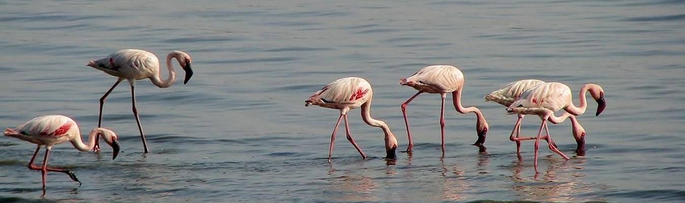 sterling travel tours and safaris flamingos